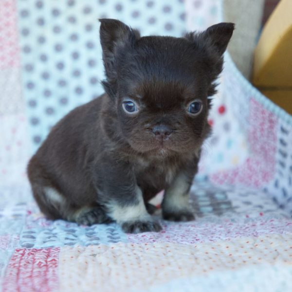 Fluffy French Bulldog Puppy for Sale