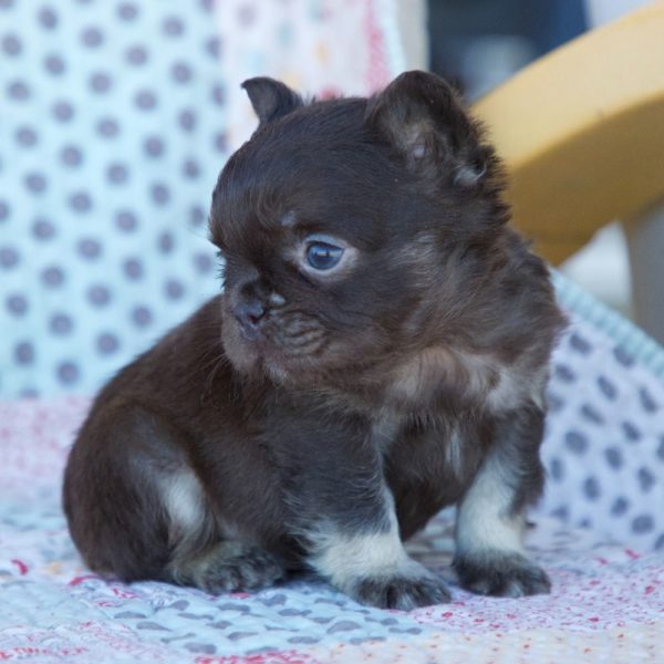 Fluffy French Bulldog Puppy for Sale