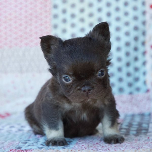 Fluffy French Bulldog Puppy for Sale