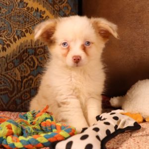 Miniature Australian Shepherd Puppy for Sale