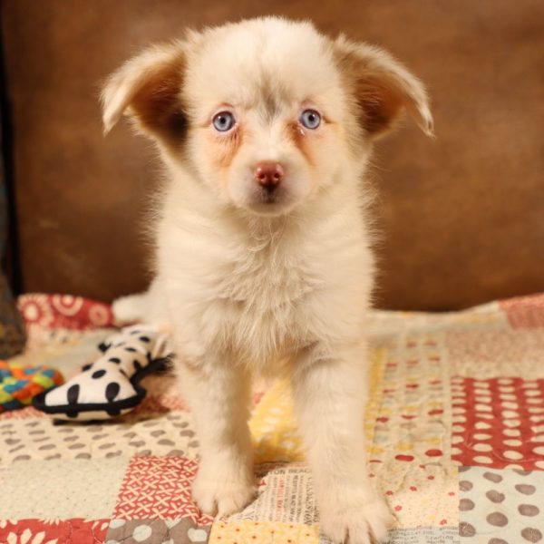 Miniature Australian Shepherd Puppy for Sale