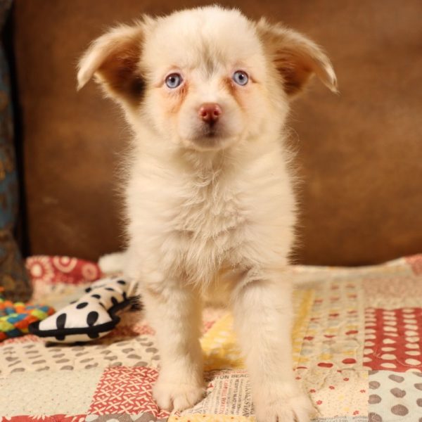 Miniature Australian Shepherd Puppy for Sale