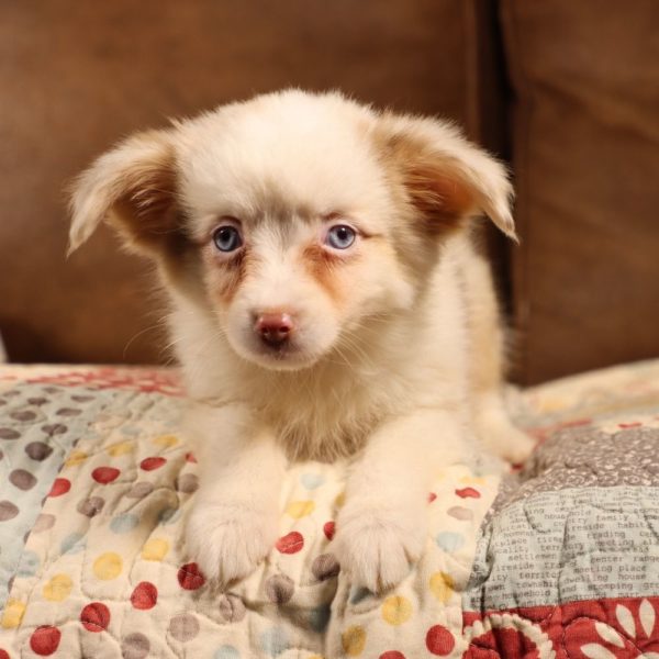 Miniature Australian Shepherd Puppy for Sale