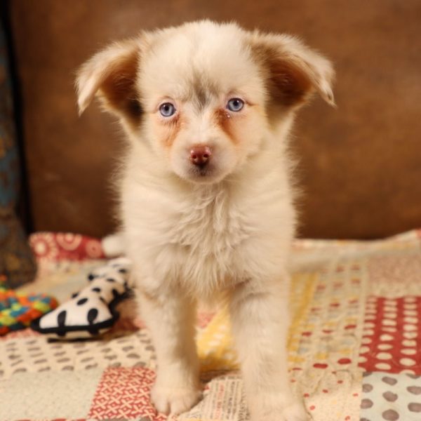 Miniature Australian Shepherd Puppy for Sale