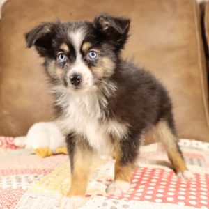 Miniature Australian Shepherd Puppy for Sale