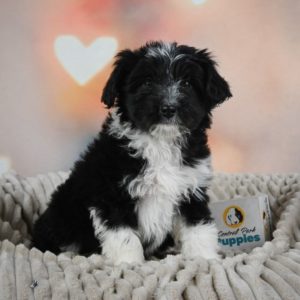 F1 Mini Aussiedoodle Puppy for Sale