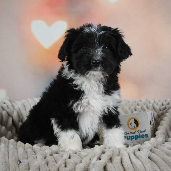 F1 Mini Aussiedoodle Puppy for Sale