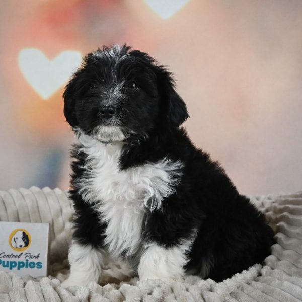 F1 Mini Aussiedoodle Puppy for Sale