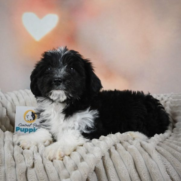 F1 Mini Aussiedoodle Puppy for Sale