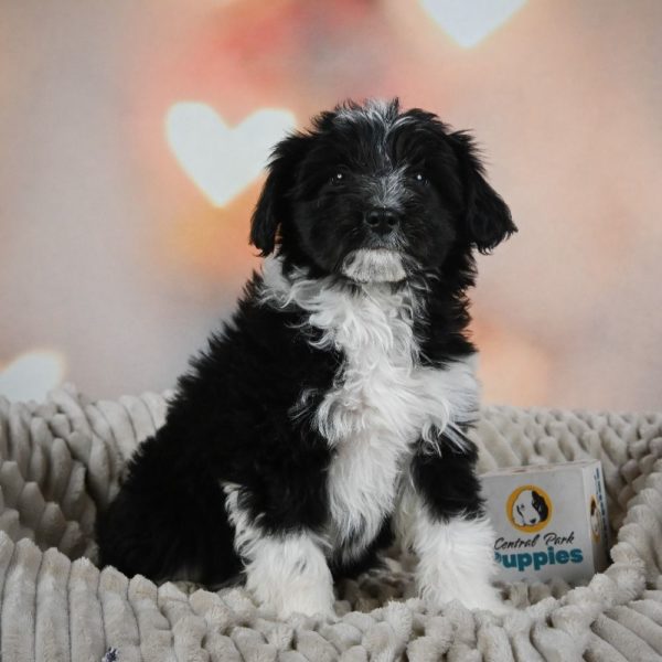 F1 Mini Aussiedoodle Puppy for Sale