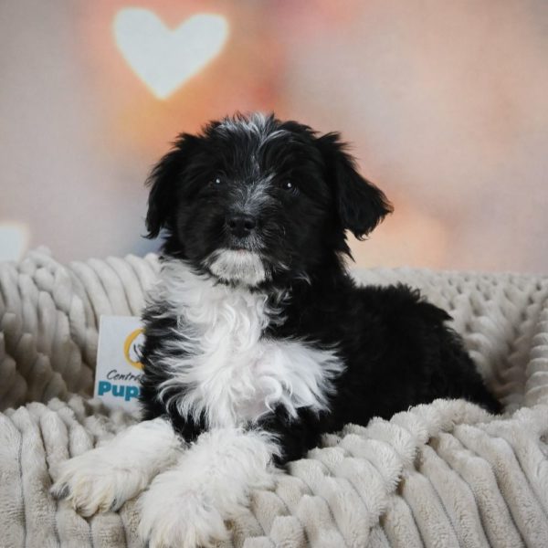 F1 Mini Aussiedoodle Puppy for Sale