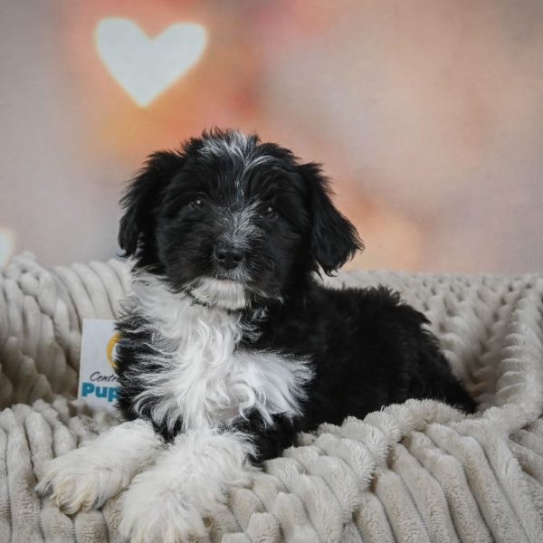 F1 Mini Aussiedoodle Puppy for Sale