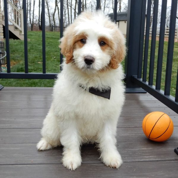 F1b Mini Goldendoodle Puppy for Sale