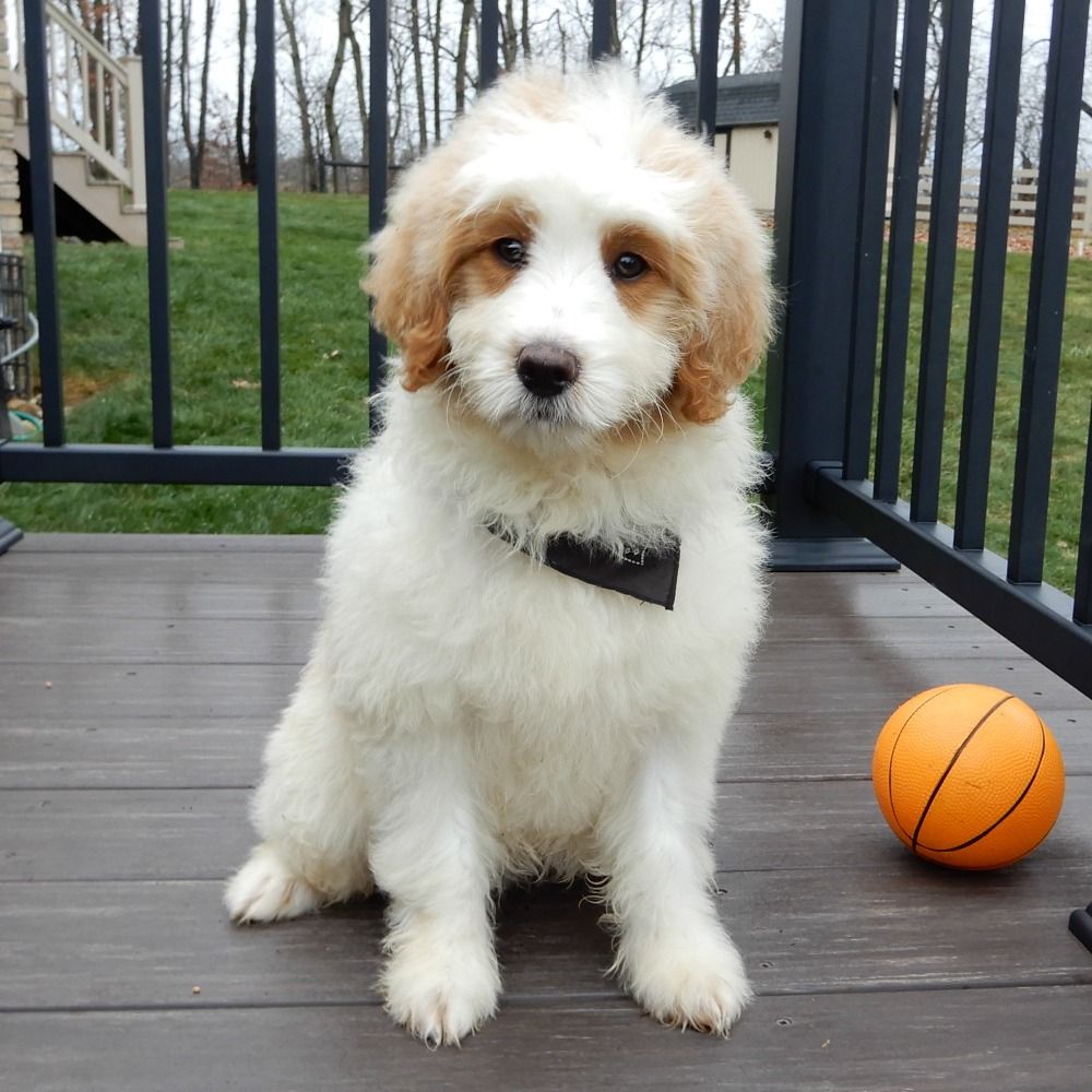 F1b Mini Goldendoodle Puppy for Sale in NYC