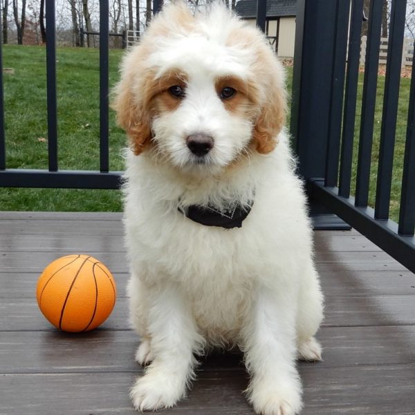 F1b Mini Goldendoodle Puppy for Sale