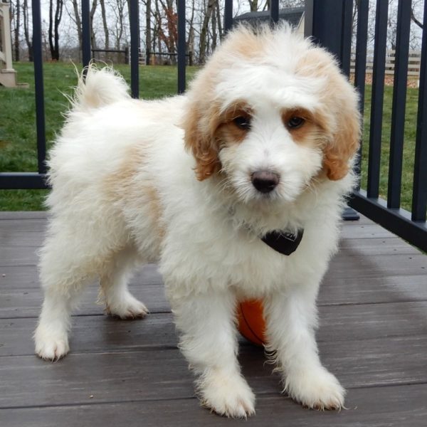 F1b Mini Goldendoodle Puppy for Sale