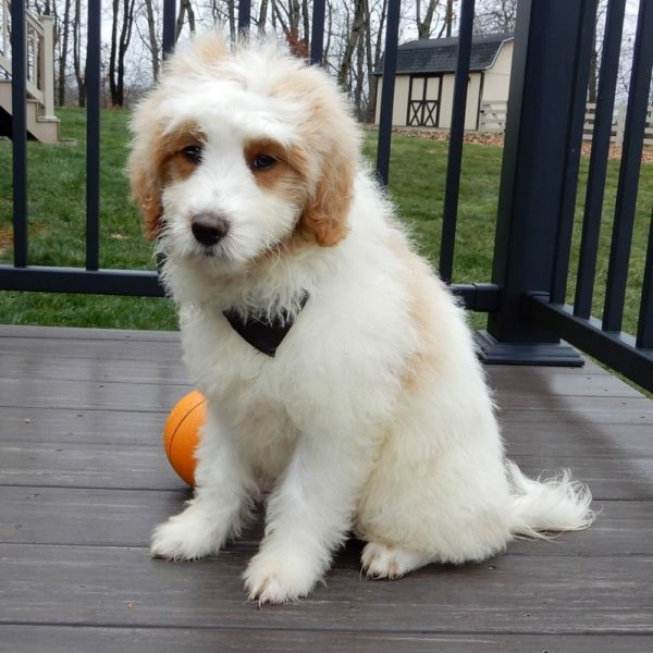 F1b Mini Goldendoodle Puppy for Sale