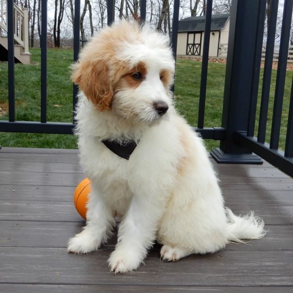 F1b Mini Goldendoodle Puppy for Sale