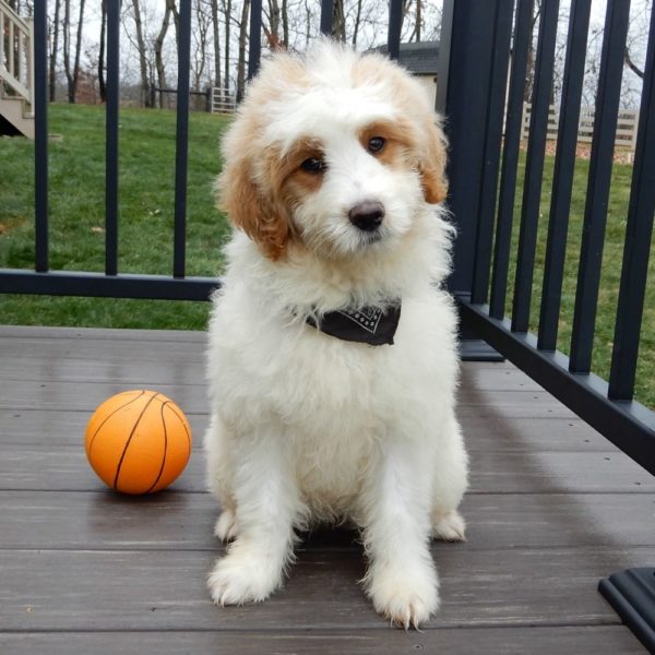 F1b Mini Goldendoodle Puppy for Sale