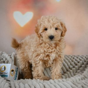 F1 Maltipoo Puppy for Sale