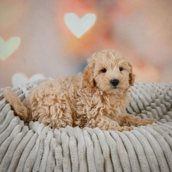 F1 Maltipoo Puppy for Sale