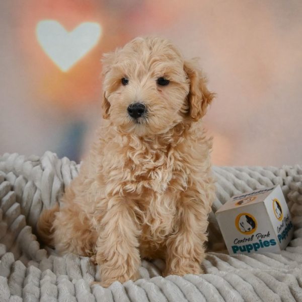 F1 Maltipoo Puppy for Sale