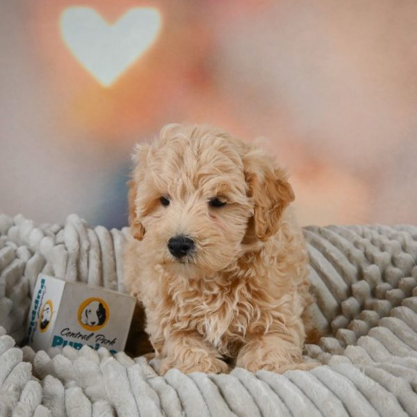 F1 Maltipoo Puppy for Sale