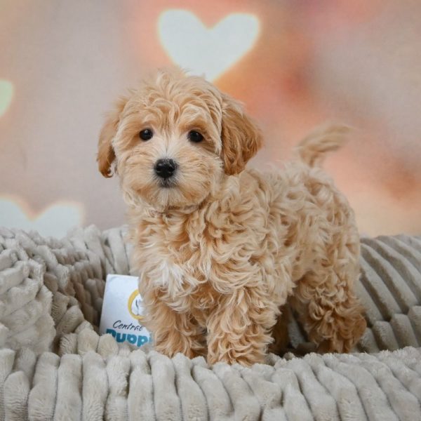 F1 Maltipoo Puppy for Sale