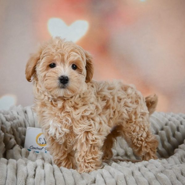 F1 Maltipoo Puppy for Sale