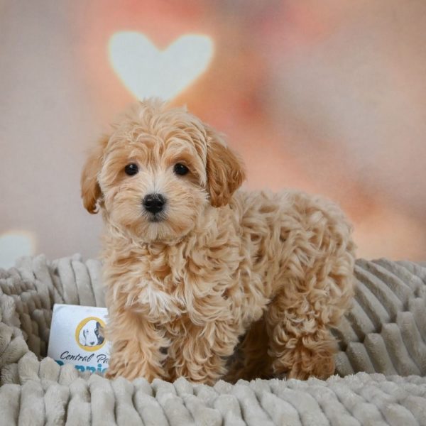 F1 Maltipoo Puppy for Sale