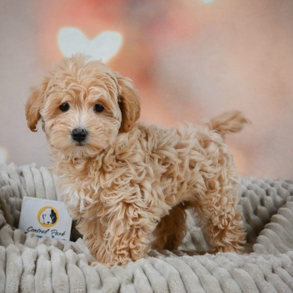 F1 Maltipoo Puppy for Sale