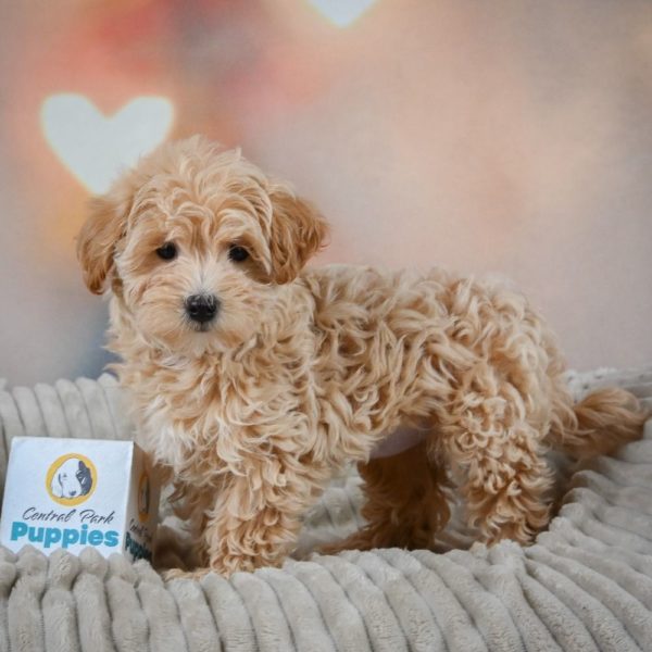 F1 Maltipoo Puppy for Sale