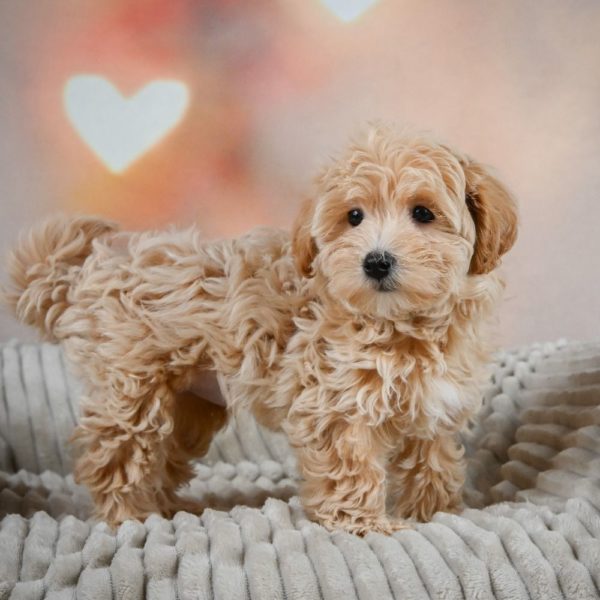 F1 Maltipoo Puppy for Sale