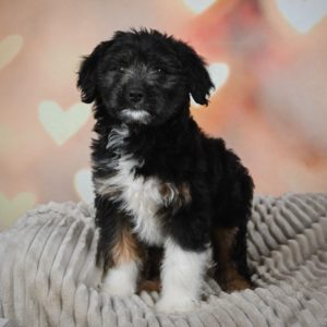 F1 Mini Aussiedoodle Puppy for Sale