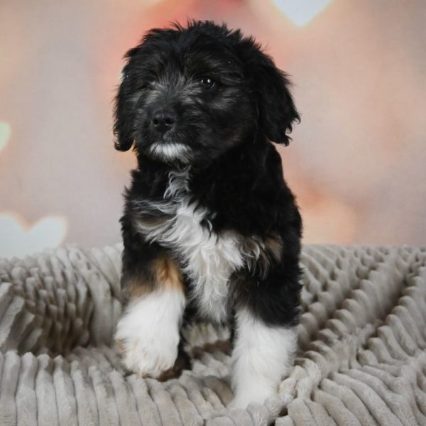 F1 Mini Aussiedoodle Puppy for Sale