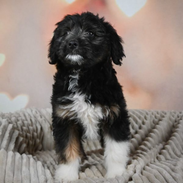 F1 Mini Aussiedoodle Puppy for Sale