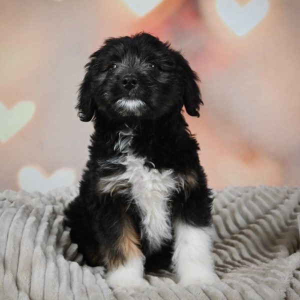 F1 Mini Aussiedoodle Puppy for Sale