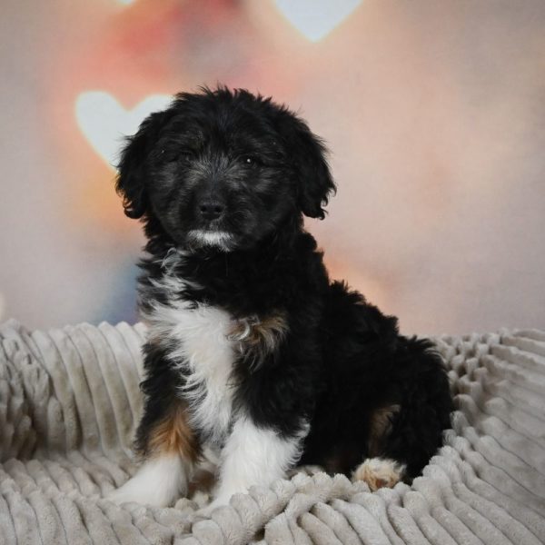 F1 Mini Aussiedoodle Puppy for Sale