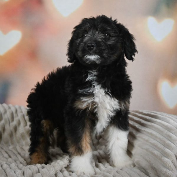 F1 Mini Aussiedoodle Puppy for Sale