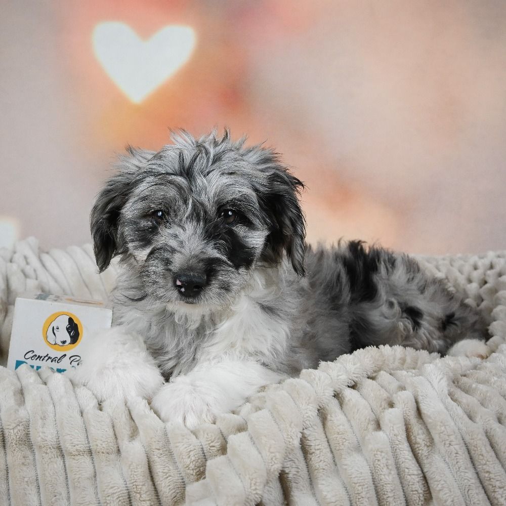 F1 Mini Aussiedoodle Puppy for Sale in NYC