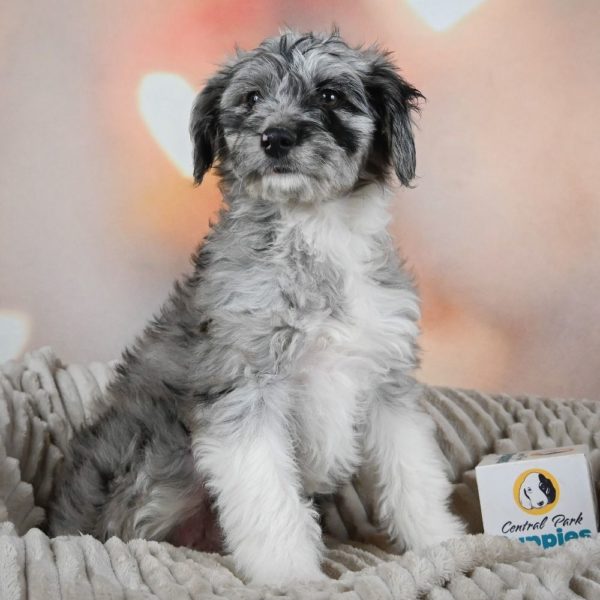 F1 Mini Aussiedoodle Puppy for Sale