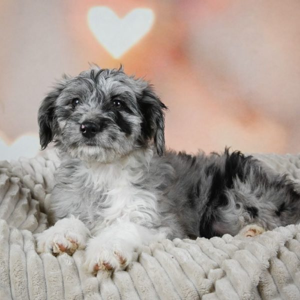 F1 Mini Aussiedoodle Puppy for Sale