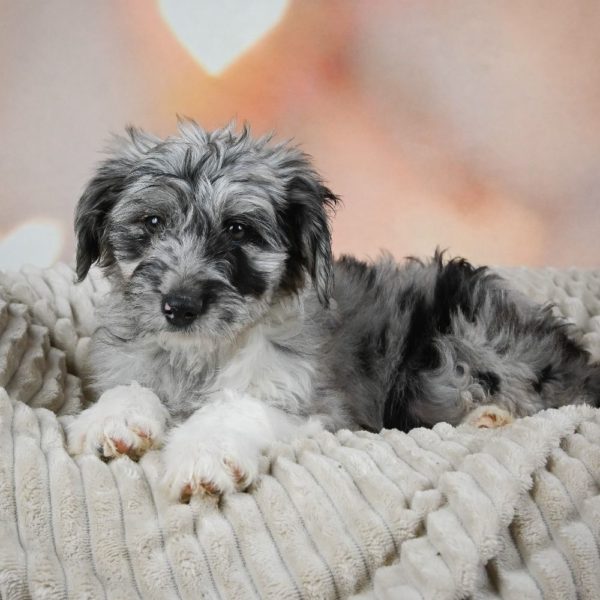 F1 Mini Aussiedoodle Puppy for Sale