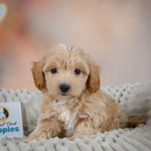 F1 Maltipoo Puppy for Sale