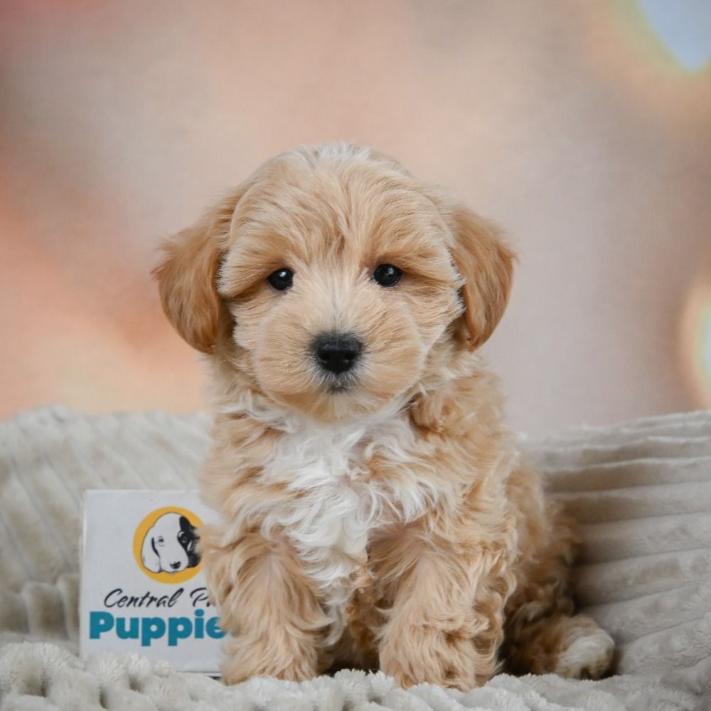 F1 Maltipoo Puppy for Sale in NYC