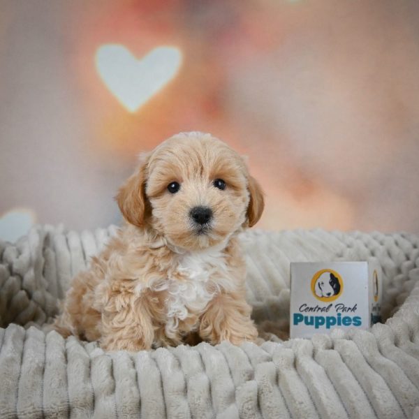 F1 Maltipoo Puppy for Sale