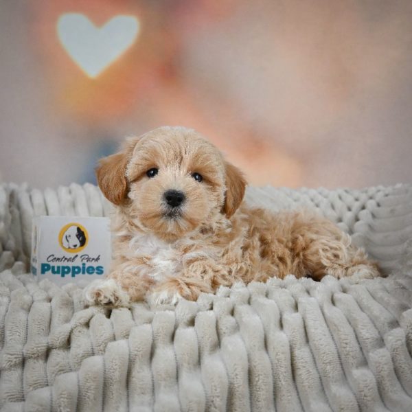 F1 Maltipoo Puppy for Sale