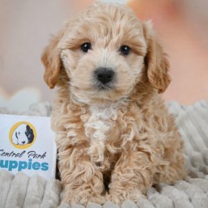 F1 Maltipoo Puppy for Sale