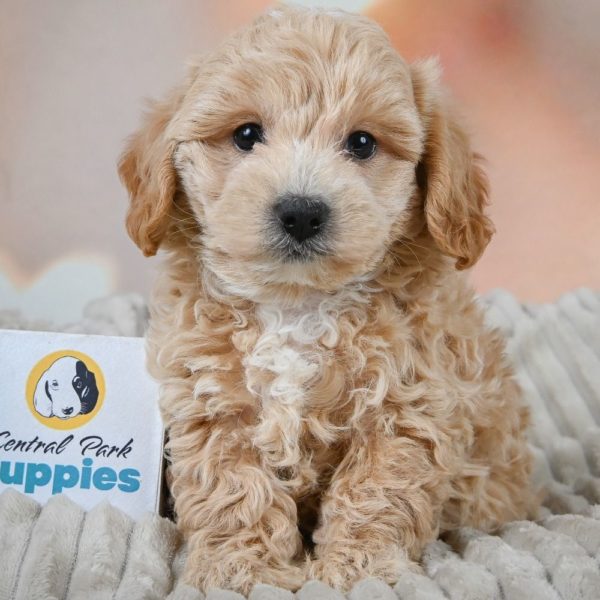 F1 Maltipoo Puppy for Sale