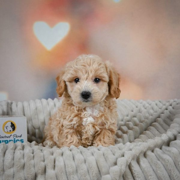 F1 Maltipoo Puppy for Sale